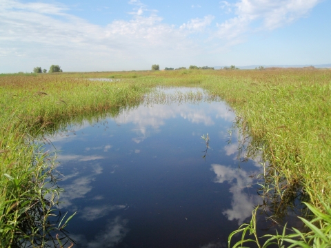 water with smartgrass on both sides. clouds in sky reflecting in water