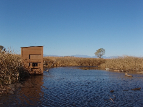 photo blind in water surrounded by tule reeds