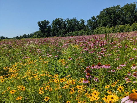 Purple cone flowers with orange centers and yellow daisy-like flowers with black centers litter a large field. 