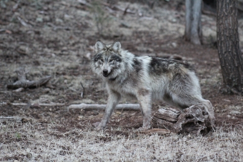 A Mexican wolf stands in the a wooded area