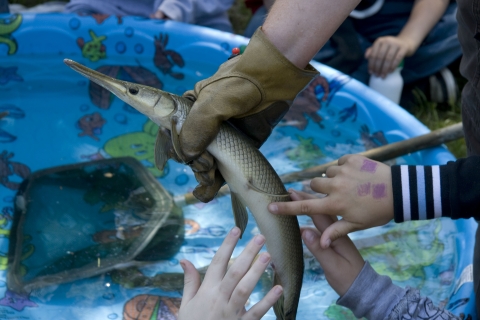 Hands touching a sturgeon.