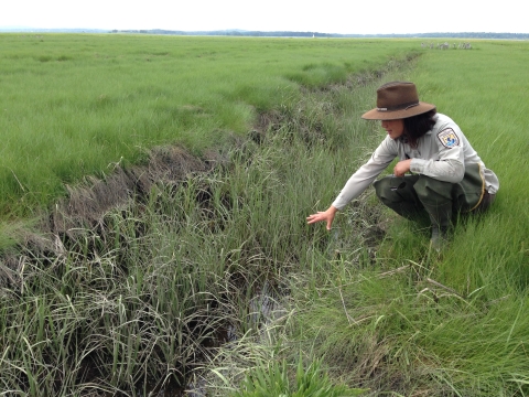 a woman in a US Fish and Wildlife Service uniform and hat holds her hand over a saltmarsh ditch