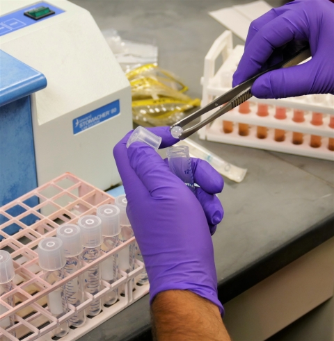 Fish Health Inspection samples being processed in the lab at La Crosse Fish Health Center