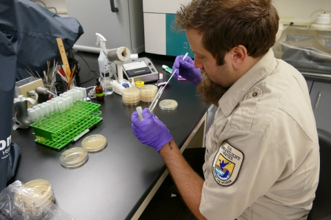 La Crosse Fish Health Center staff wiping fish sample to test for presence of bacteria.