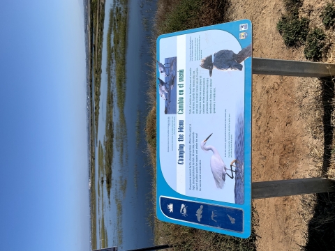 Bilingual, Spanish and English, interpretive panel titled "Changing the Menu" "cambio en el menu", with images of birds. On the left end of the panel are silver-colored 2 dimensional raised images (5 total) of plant and wildlife found on the marsh.