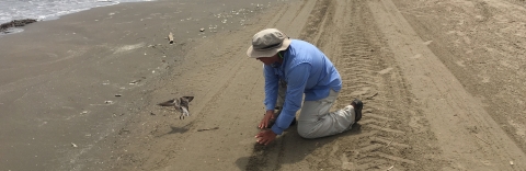 Red Knot Banding in Louisiana