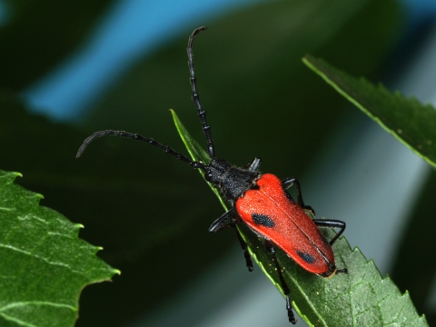 male valley elderberry longhorn beetle on elderberry leaf