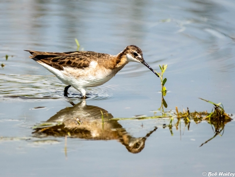 Wilson's Phalarope feeding in water