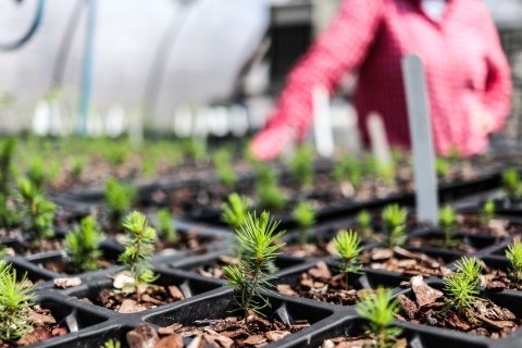 Several young trees growing in containers with a person in the background