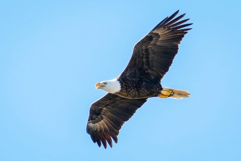 A Bald Eagle in flight with wings fully stretched out gliding through the air