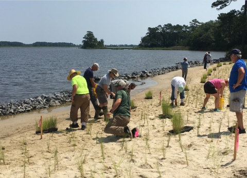 Partners plant vegetation along sandy beach.