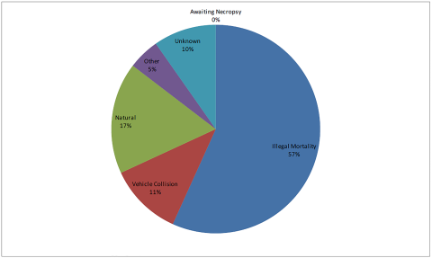 Pie chart showing the causes of wolf mortality from 1998-2019