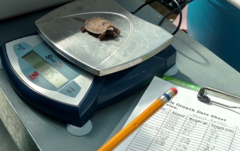 A small wood turtle sits on a large lab scale. In the