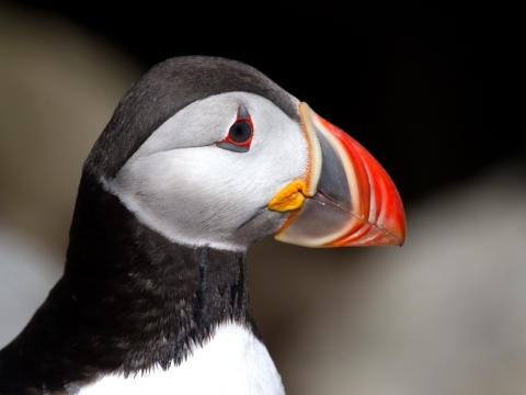 atlantic puffin