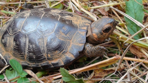 A small brown turtle in a wetland