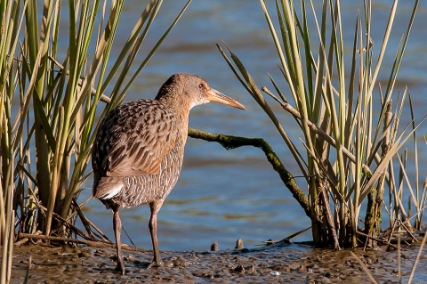 A small brown bird by the water