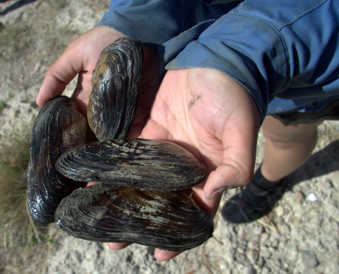 Hands holding four Texas hornshell mussels