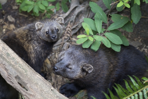 Two Pacific fishers.