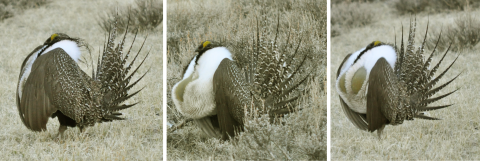 A brown bird with white feathers and yellow airs sacs on his chest shown in different positions of moving his wings and air sacs. 