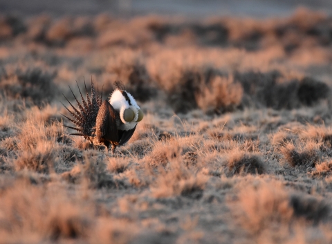  brown bird with white and brown feathers and expanded yellow air sacs on its chest stands in a grassy area. 