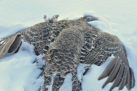 greater-sage-grouse-wire-strike-by-tom-koerner-usfws