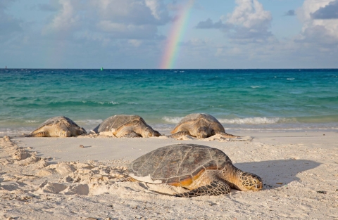 Four sea turtles bask on a beach in the sun. A rainbow is in the sky behind them.