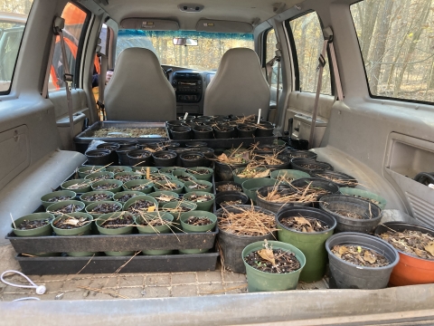 Potted plants sitting in the trunk of a vehicle