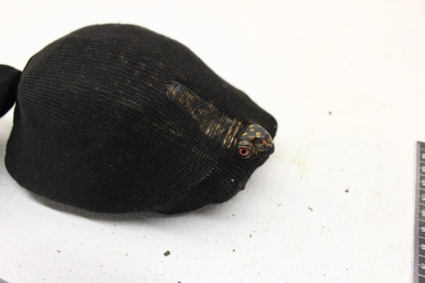 A grumpy looking turtle peers our from its shell. It's entire body is covered in s stretched black sock, pinning it's legs inside it's shell, and only a rip allows it's head out. 