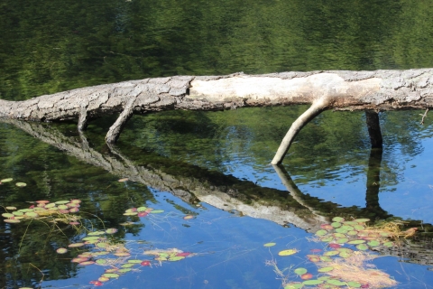 A well lit pond with lily pads near the shore. A log sticks out into the water, and trees are reflected in the surface. 