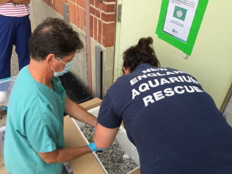 two people lean over a box containing a box turtle