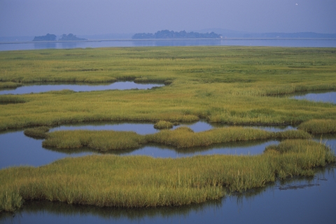 water and marsh vegetation weave together throughout a wetland