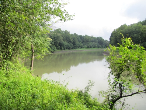 A large body of water surrounded by a forest