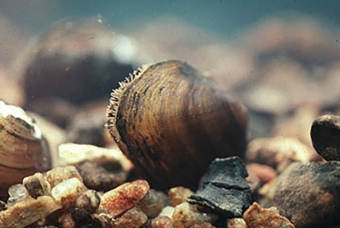 Brown mussel with beig lines wedged between rocks underwater.