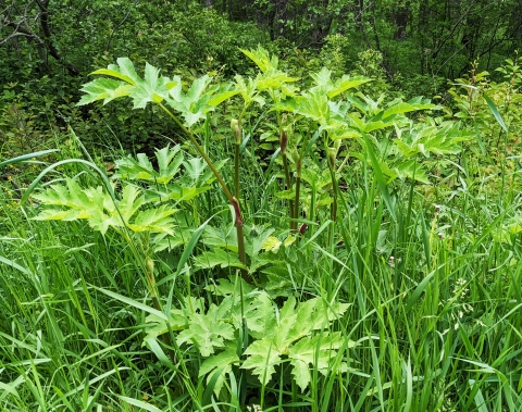 Cow parsnip leaves and stems