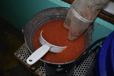 A white scoop pictured submerged in orange fish eggs held in a pail