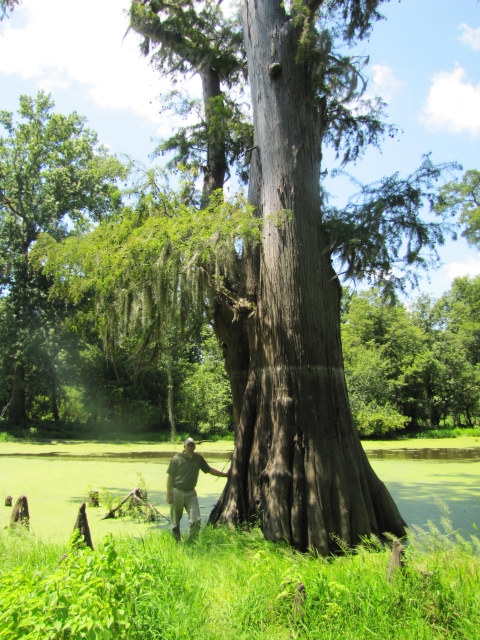 A person standing next to a large tree