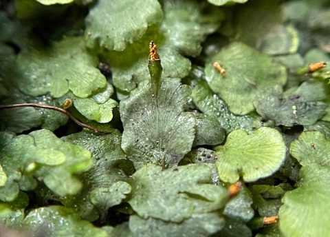 This closeup of a Florida bristle fern at Castellow Hammock Preserve shows its reproductive phase. The largest leaves on this tiny plant are the size of a penny. 