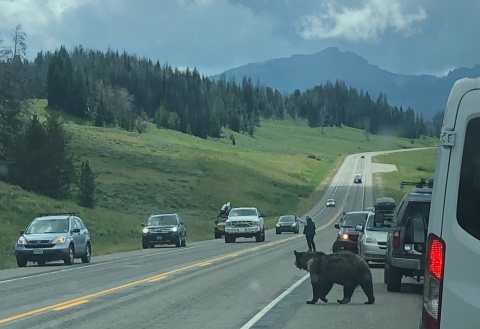 Grizzly bear attempting to cross the road, surrounded by cars and people.