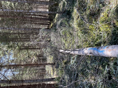 a fallen tree with a blue "L" spray painted on it