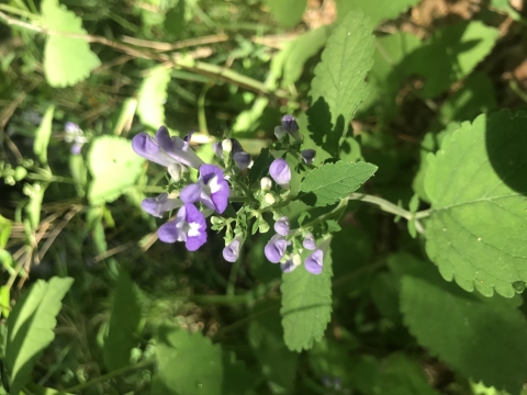 green plant with purple blossoms