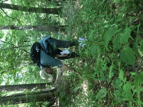 a man stooped over looking at plants on the forest floow