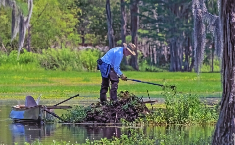 Jim Stevenson pulls invasive vegetation out of the swamp he and his wife Tara Tanakara manage next to their home on the outskirts of Tallahassee Fla. 