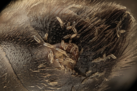 The abdomen of a parasite seen underneath one of the segmented plates that form a bee's abdomen. Small bug-like critters crawling around the bee's abdomen.