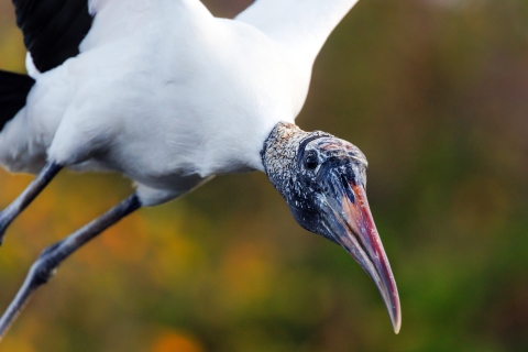 A parent stork in flight has left the nest in Wakodahatchee Wetlands near the Everglades to forage for food for the nestlings. 