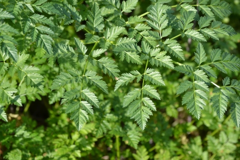 Poison hemlock leaves