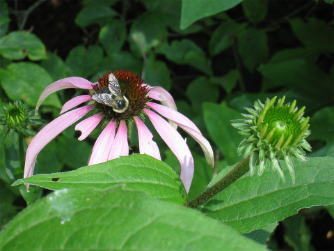 Bumblebee foraging on a flower with a dark red center and long pink petals surrounded by green leaves and immature, green flower heads.