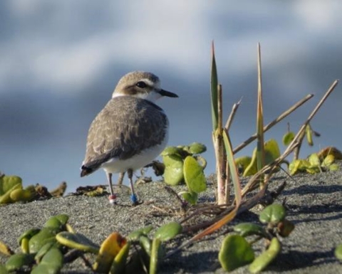 A bird on a beach next to green plants