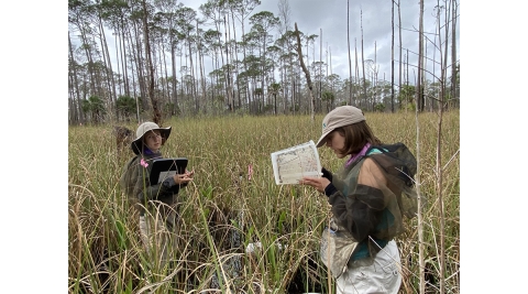 Interns work at St. Marks NWR