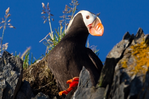 Tufted puffin perched on a cliff with bright orange feet showing