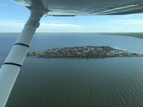 Aerial view of wetlands and white dots are pelicans